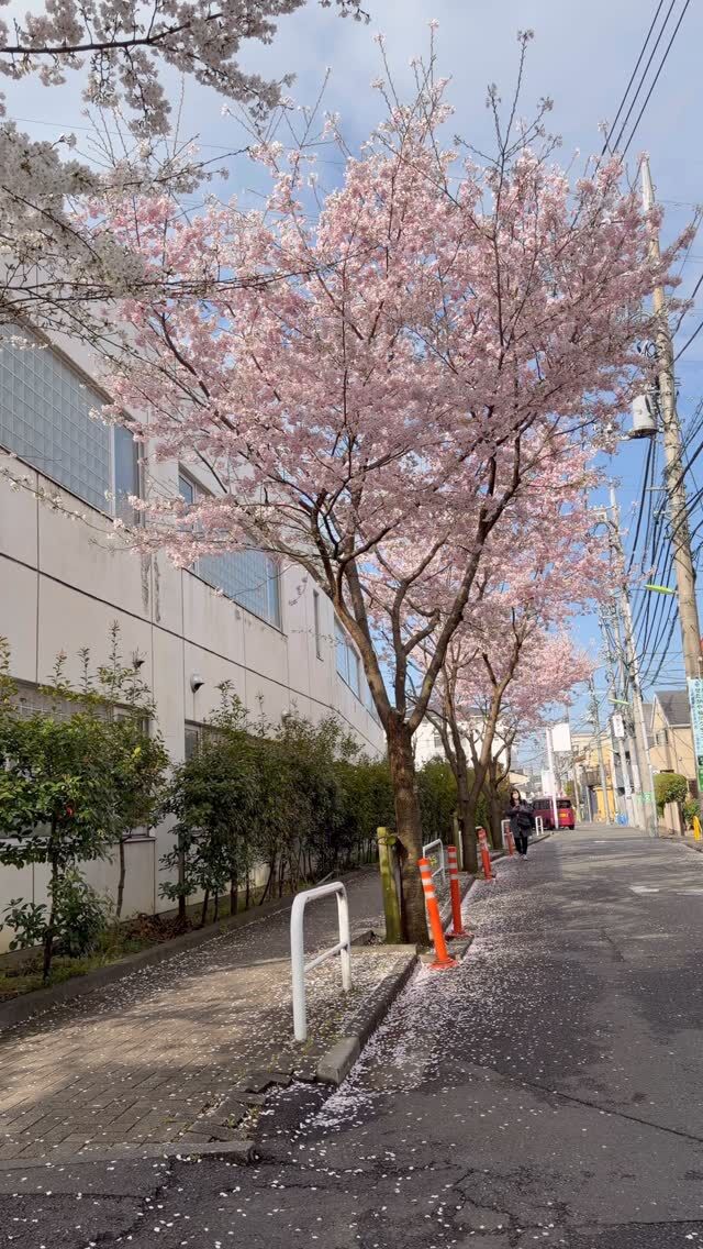 新しい春がやってきました🌸
至誠会第二病院では、桜の並木道が美しく色づき、新しい仲間を迎える準備が万端に整っています。
新入職員の皆様、
これから始まる新しい出会いと、共に働く日々を心より楽しみにしています。
この場所で、
新しい物語が始まります✨
＃至誠会第二病院 ＃新入職員 ＃新しい出会い＃春 #桜
病院 歓迎 Ready NewBeginning SpringHasCome